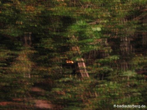 2011_06_02 Waldbrand Kummel Richtung Bismarkturm 01